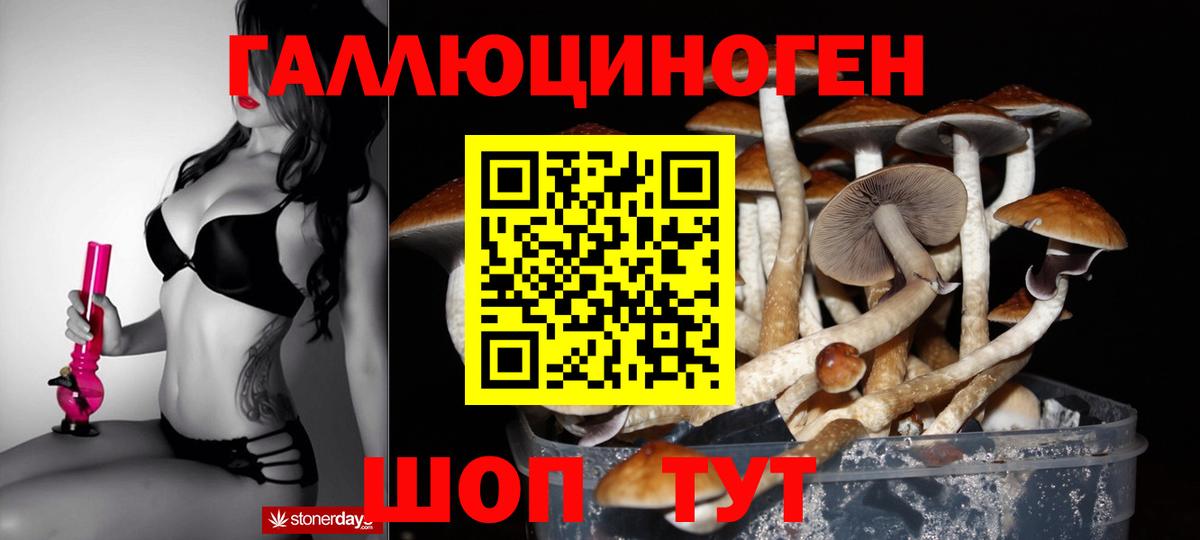 Галлюциногенные грибы Psilocybe Россия